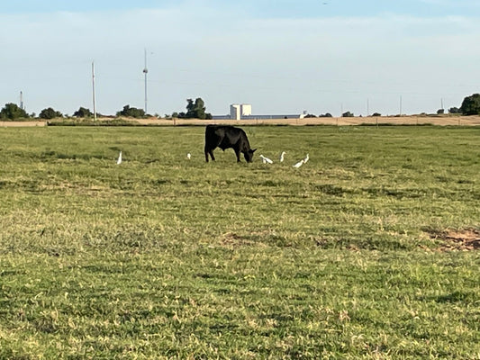 Cattle Egret