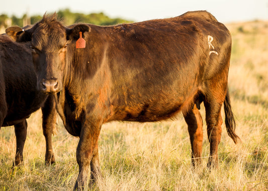 5 REASONS TO BUY YOUR BEEF LOCALLY